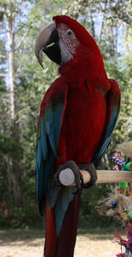 Greenwing Macaw
